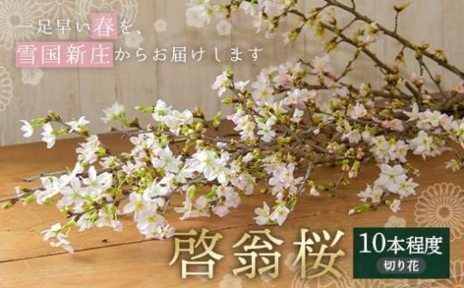 【一足早い春を、雪国新庄から】山形県新庄市産 啓翁桜 切り花（10本程度）
