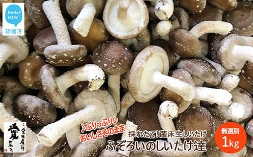 【無選別】菌床生しいたけ ふぞろいのしいたけ達♪