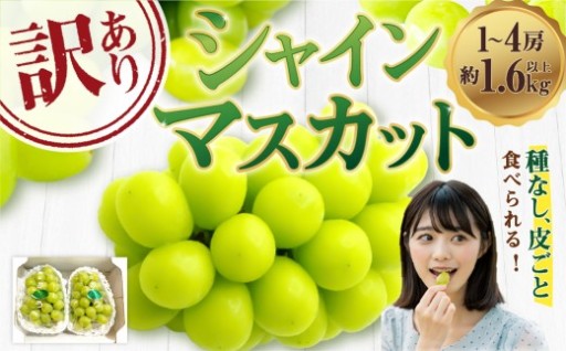 【訳あり】ご家庭用シャインマスカット 1～4房（約1.6kg以上）