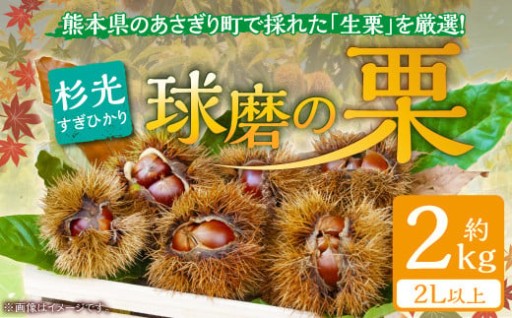 熊本県ＪＡくま産　球磨の栗　杉光 2kg(2L以上)