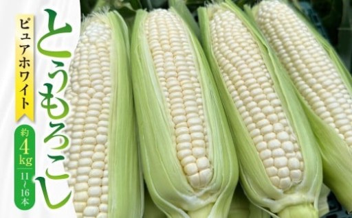 【先行受付】 とうもろこし ピュアホワイト 約4kg （11～16本） 