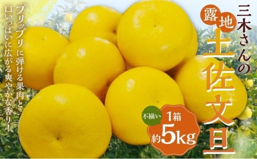 三木さんの露地栽培土佐文旦 1箱 約5kg