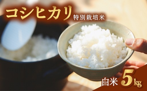 コシヒカリ 特別栽培米 白米 5kg