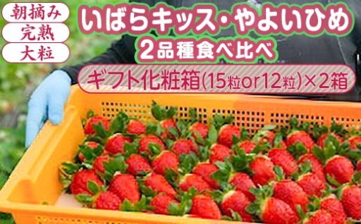 【1月中旬～4月上旬発送】いばらキッス・やよいひめ 2品種食べ比べ