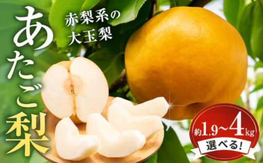 岡山県産 あたご梨 🍐✨