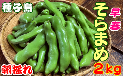 種子島　早春のそらまめ（2ｋｇ）