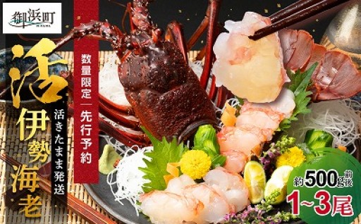 【食卓を彩る伊勢海老🦐】文恵丸水産の熊野灘産活伊勢海老　御浜コース 1～3尾 約500g前後