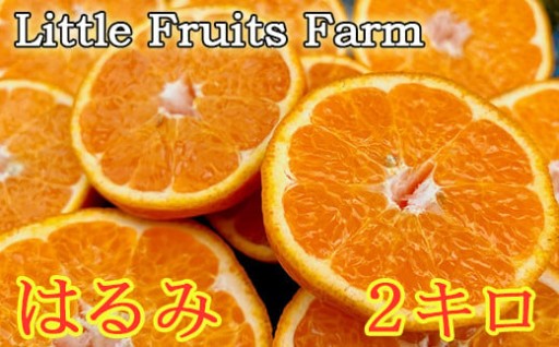 【訳あり品】リトルフルーツファームのはるみ約2㎏