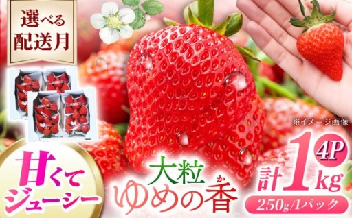 配送月が選べる！大粒いちご「ゆめの香」1kg