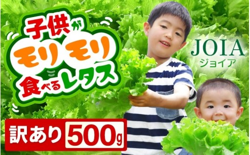 【甘いレタス】野菜嫌いも思わずパクパク😋大好評✨