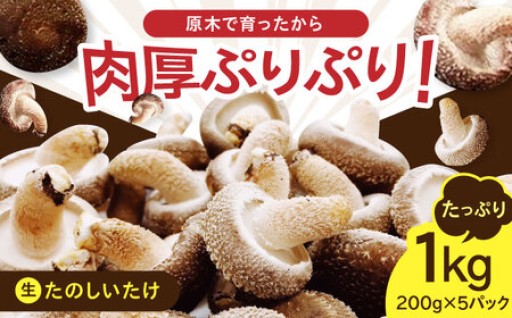 歯ごたえと香り！厚真町の原木生しいたけ