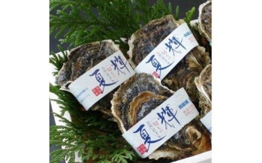 【2026年6月上旬以降発送 先行予約】鳥取県産 天然岩ガキ『夏輝』ブランドタグ付き　3個（400g以上×3個）