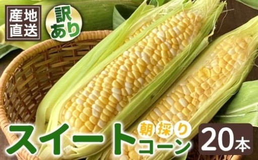 【先行予約】訳あり とうもろこし スイートコーン 20本 品種おまかせ