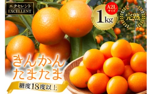 糖度18度以上の希少な完熟きんかん！