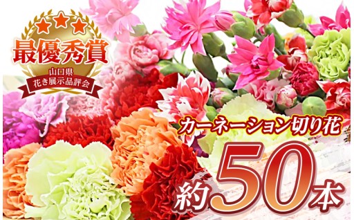 【生産者直送】カーネーション 切り花 ミックス｜ 生花 花束 フラワーギフト 