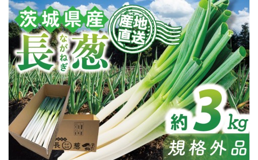★訳あり★河野農園自慢の新鮮長ねぎ(規格外) 約3kg