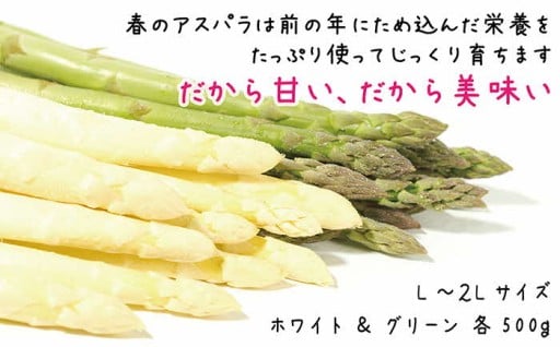 希少なホワイトアスパラと濃厚なグリーンアスパラ