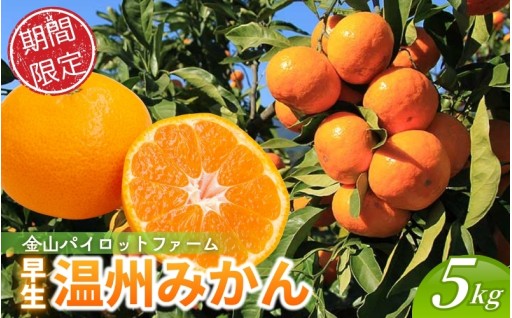 【先行予約】金山パイロットファーム 温州みかん 5㎏ (早生) 