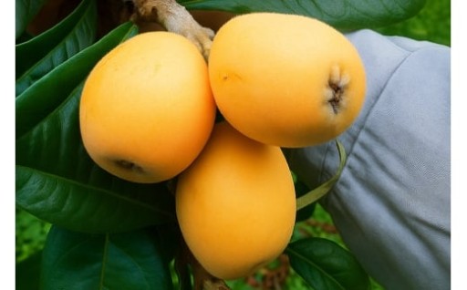 甘くてジューシー!平戸の自然で育った大粒びわ