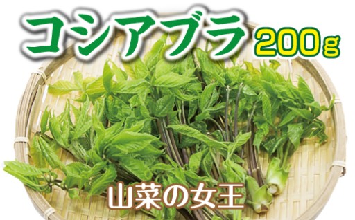 【先行予約】 天然 山菜 コシアブラ 200g
