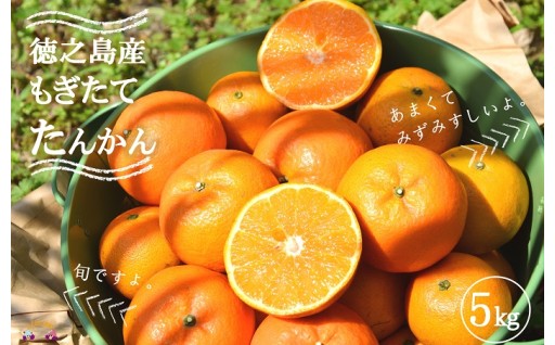 今が旬です！徳之島産甘くて美味しい「たんかん」