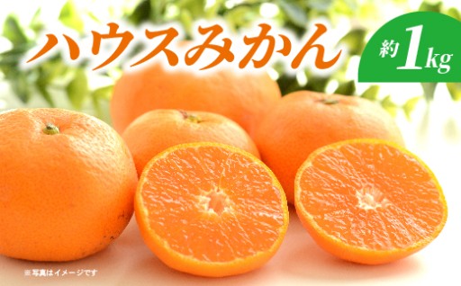 【6月上旬から発送予定】ハウスみかん 約1kg