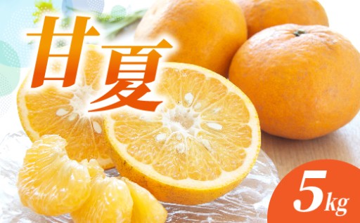 ＼新登場／甘夏 5kg