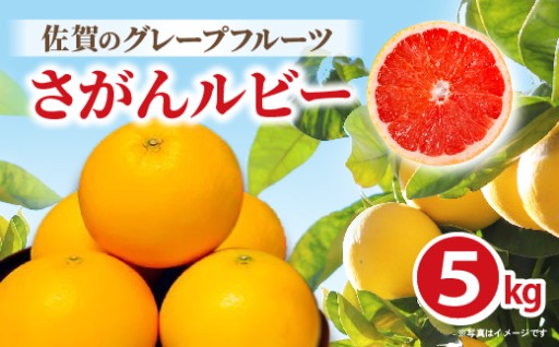 【今季発送 3月9日受付分まで】さがんルビー 5kg（グレープフルーツ）