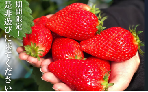 『期間限定』完熟苺の紅ほっぺ・いちご狩り優待券（ペア）