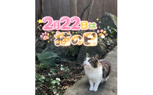 ２月22日は猫の日🐈GCF受付中です✨