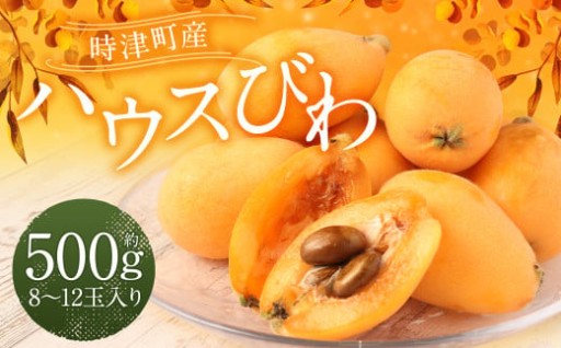長崎 高級ハウスびわ 500g 化粧箱入り【2026年4月上旬～下旬迄発送予定】 