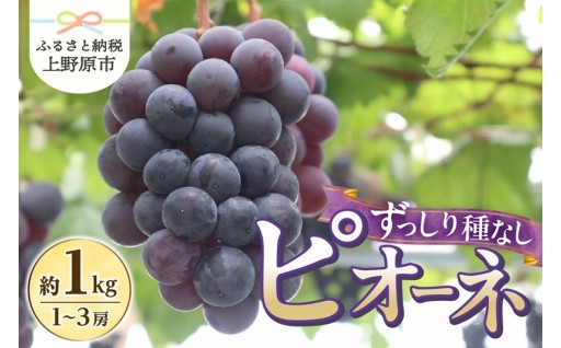 種なしピオーネ約1kg【1～3房】