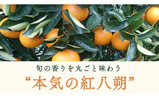 皮まで余すことなく食べられます！