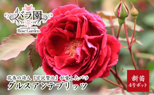  宮沢賢治が愛したバラ「グルスアンテプリッツ」新苗　<2026年6月より随時発送>