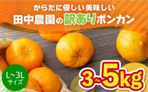 【L~3Lサイズ】訳ありポンカン（選べる容量）