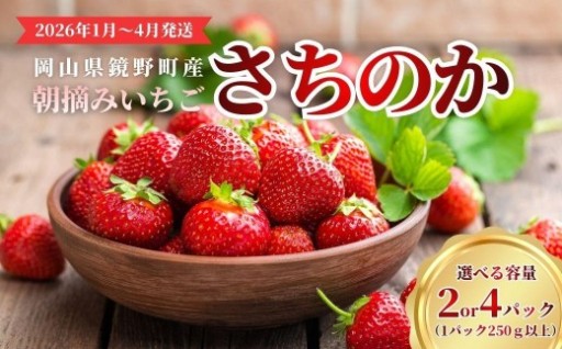 朝摘みいちご『さちのか』