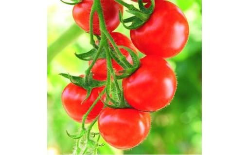 ミディトマト はなひめ 3kg