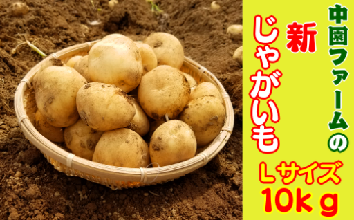2026年 収穫 種子島  新 じゃがいも L サイズ 10kg