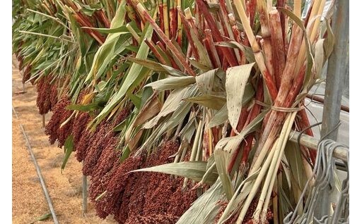 赤褐色が特徴の雑穀「たかきび」