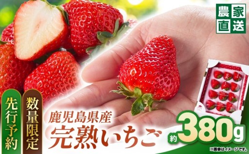 旬の鹿児島県産いちごをお届けします🍓✨