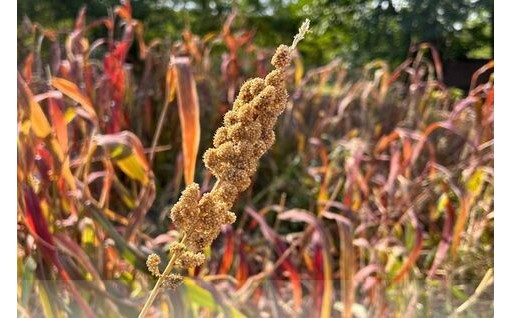 縄文時代から愛されるスーパーフード「もちあわ」