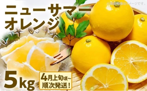 【期間限定】🍊初夏の味わい！　ニューサマーオレンジ 1.5kg🍊