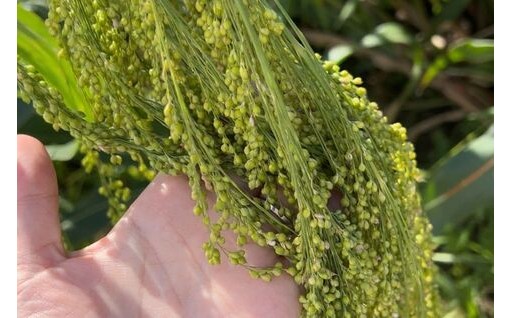 中国古代から愛された雑穀「もちきび」