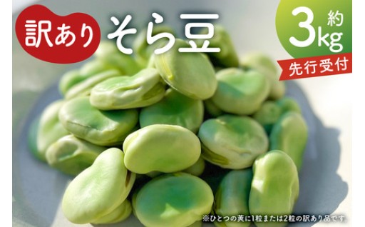 【先行受付】（訳あり）そら豆3kg 
