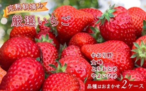 【2／23（月）お申込み受付終了】厳選完熟いちご