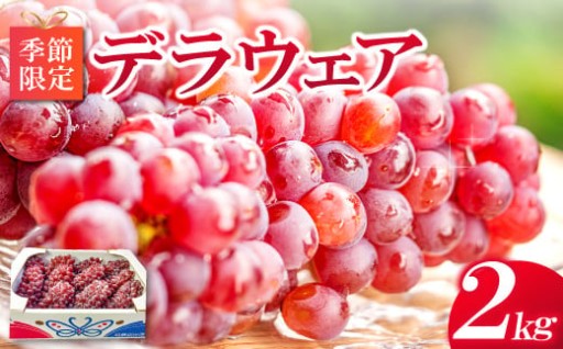 ✨✨🍇待ちきれないデラウエア 2kg🍇✨✨