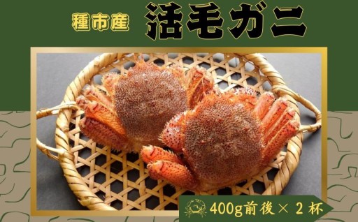 【獲れたてを直送】種市産活毛がに大サイズ（400g前後）×2杯