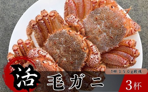 【3/31まで】北三陸洋野町産活毛ガニ 350g前後×3杯