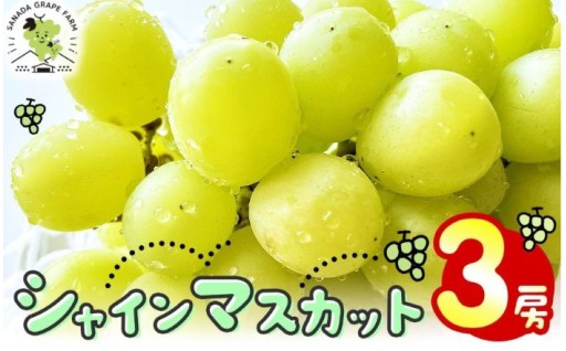 先行予約♪♪シャインマスカット 3房