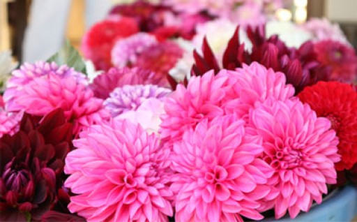 人気の極上ダリアセット掲載を再開いたしました！